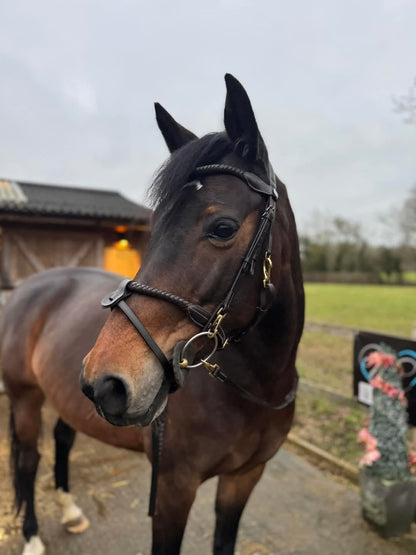 Primum Horse Leather Bridle Plated Noseband, Removable Flash Solid Brass Fitting